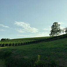 ピエモンテ州アルバのぶどう畑